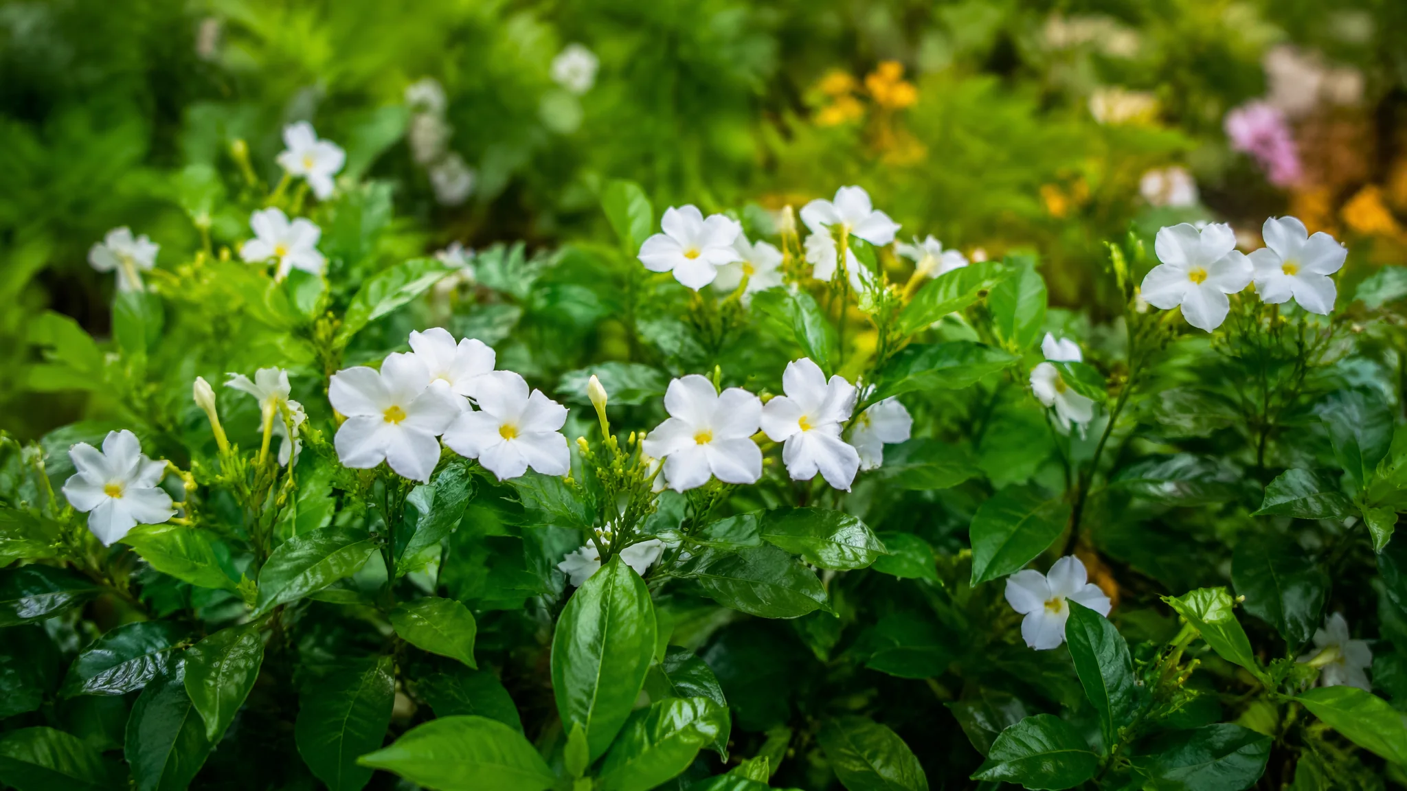 合肥绿植去哪买？合肥花卉市场分布和本地绿植选购建议