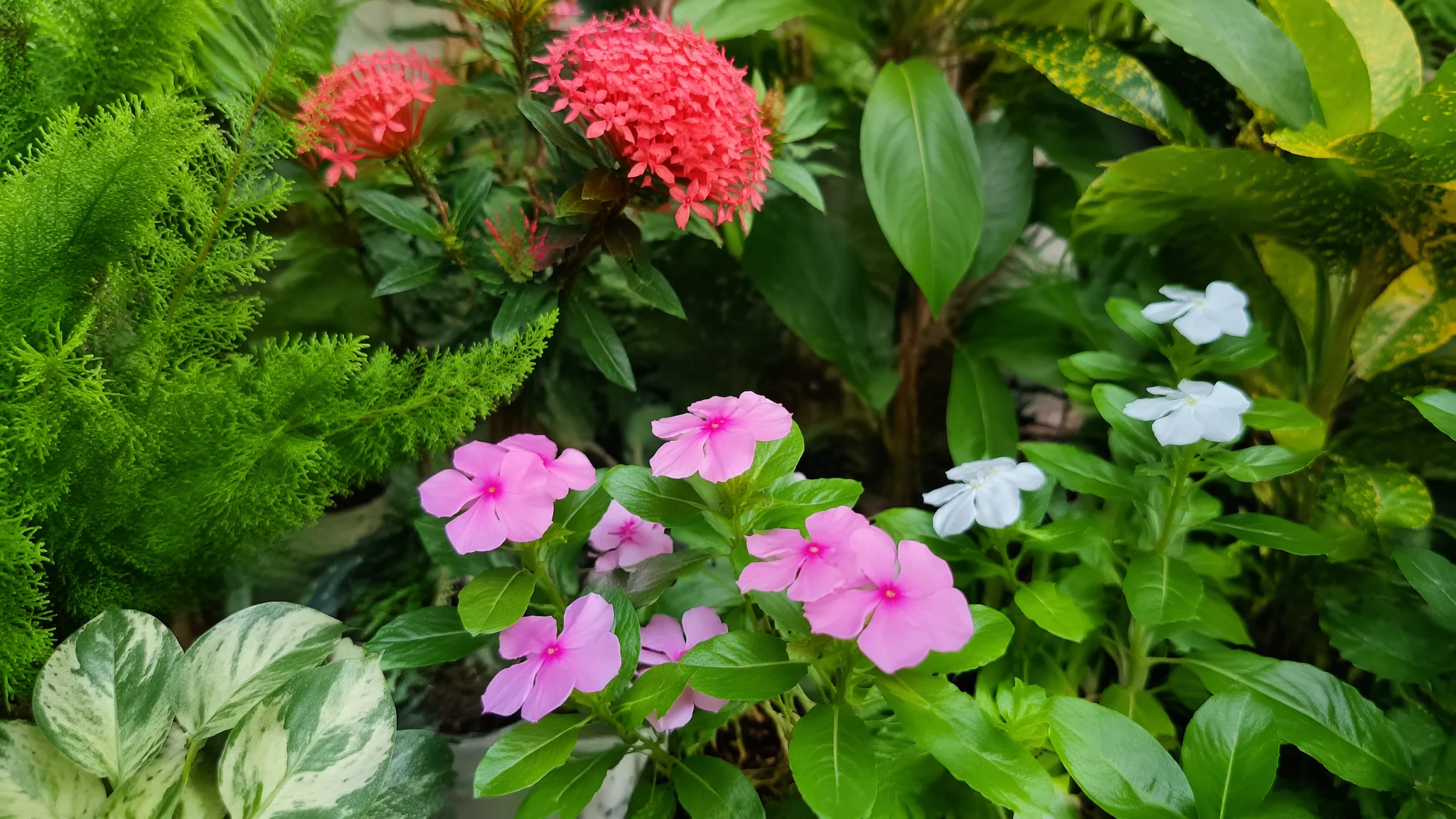 家里绿植养什么好？按房间光照条件推荐的20种家养绿植