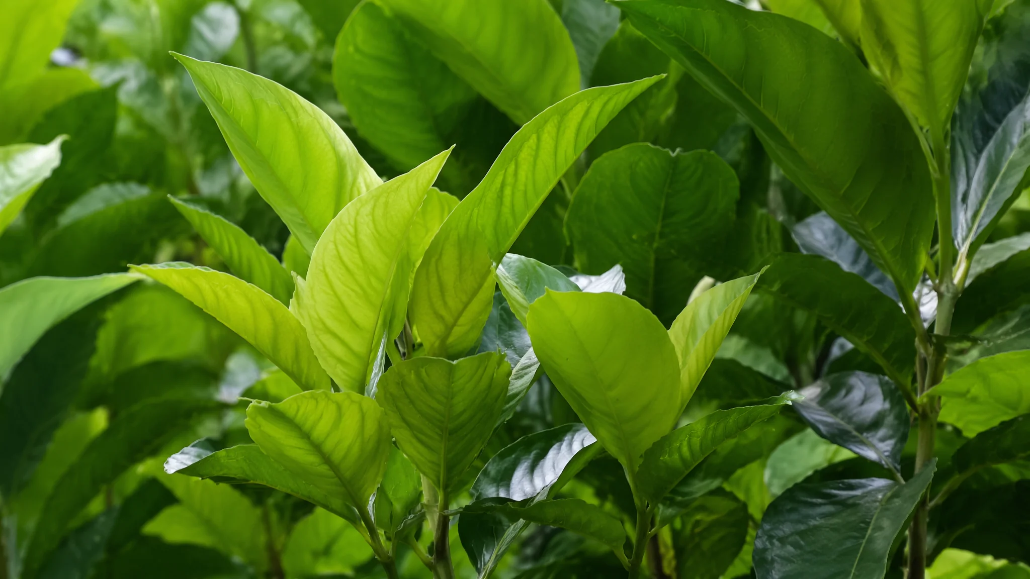 绿植摆租是什么？和直接买绿植比哪个更划算