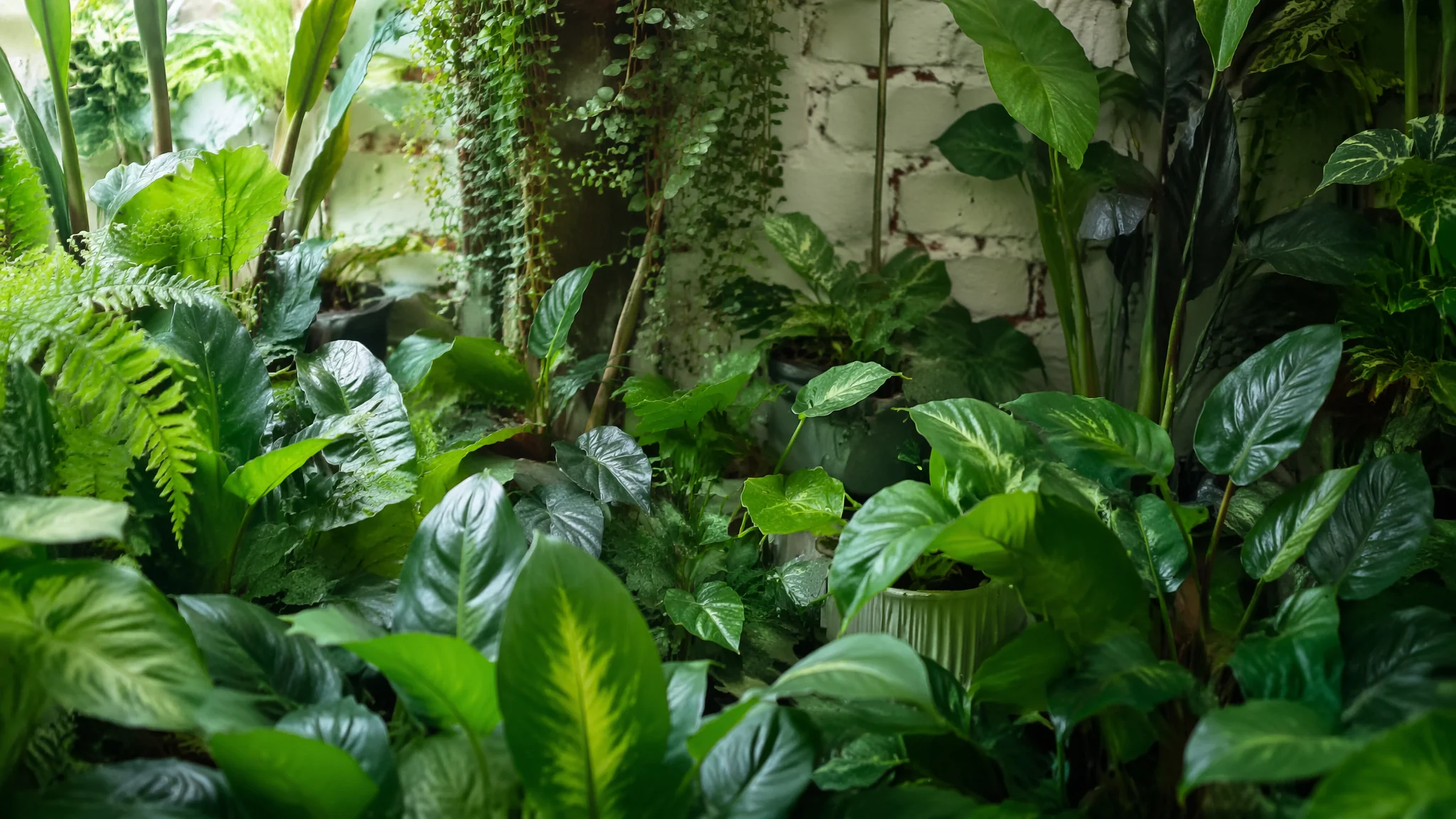 绿植店怎么逛？花市和线上买绿植的避坑省钱全攻略