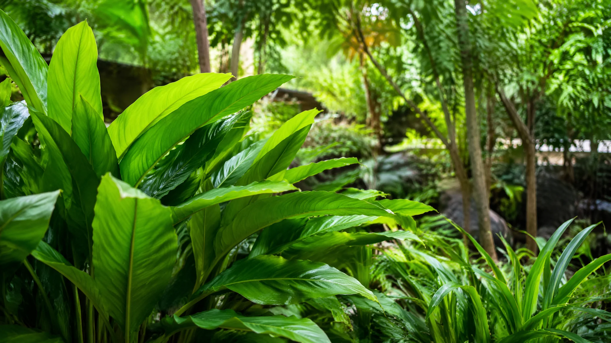绿植花卉出租：活动展会短期租赁和长期办公室租摆方案