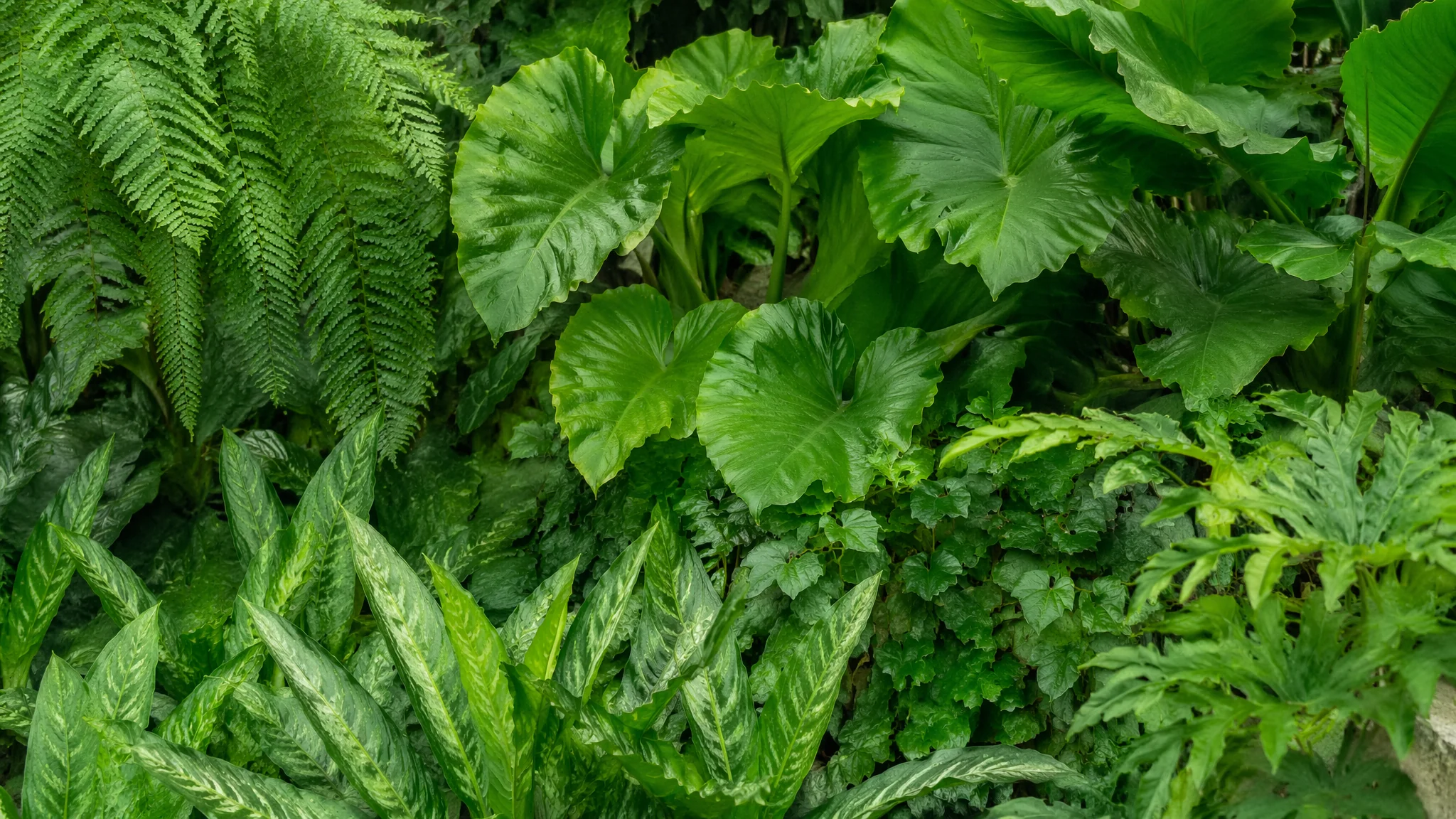 绿植加盟靠谱吗？绿植行业加盟创业的投入回报分析