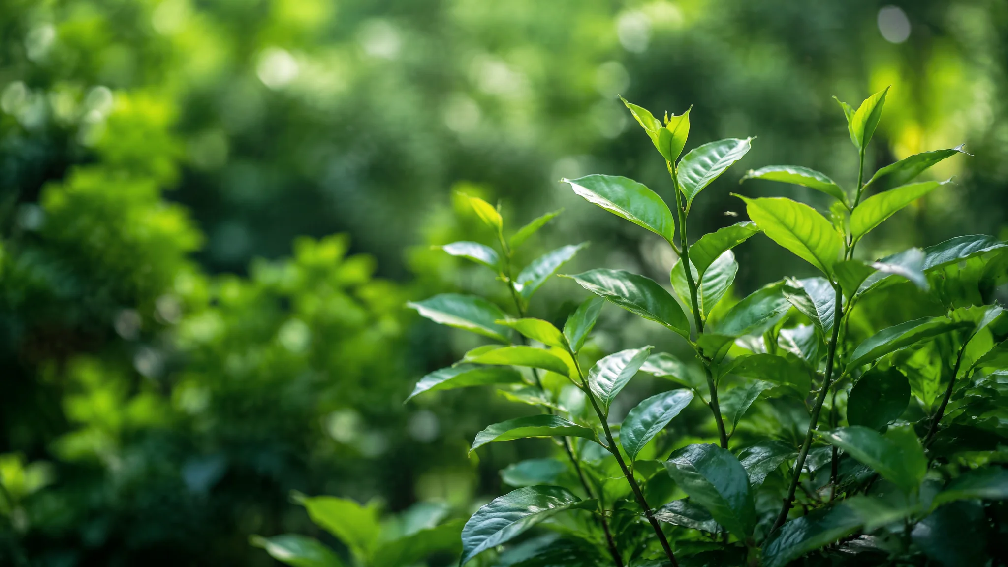 绿植净化空气真相：哪些绿植真的能除甲醛和改善空气质量