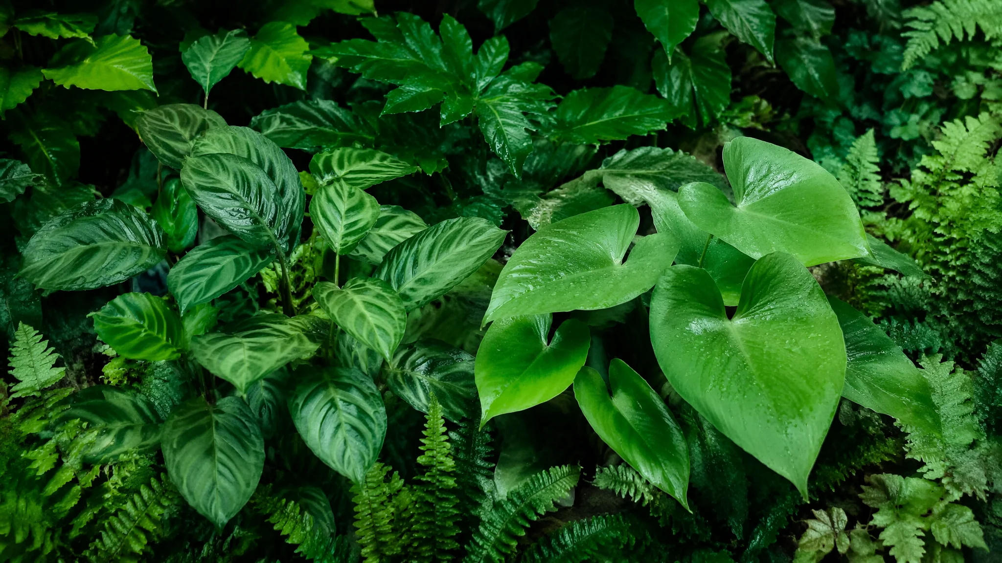 绿植批发基地怎么找？中国四大绿植产区和拿货攻略