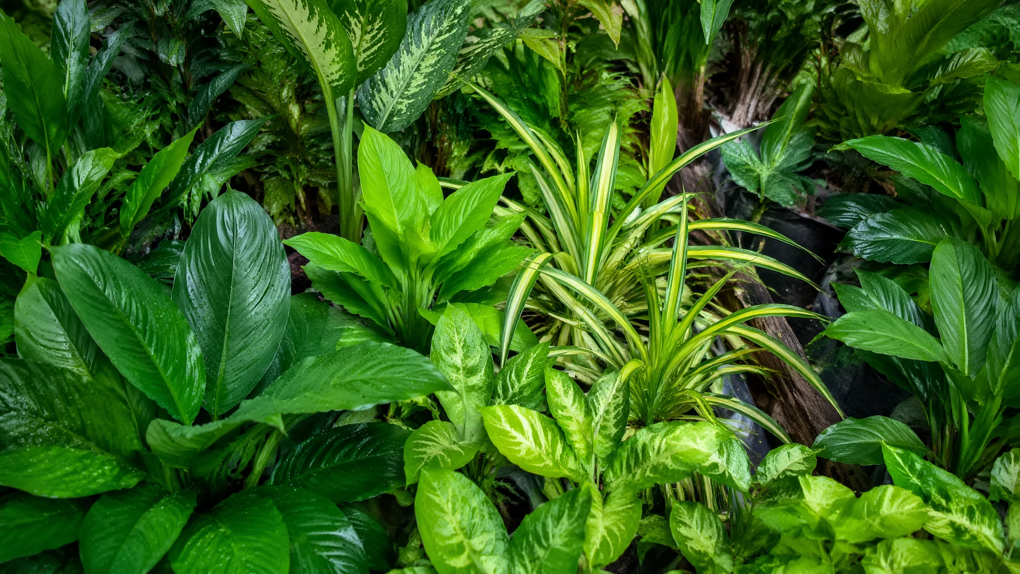 绿植室内盆栽怎么选？新手入坑的完整选品避坑指南