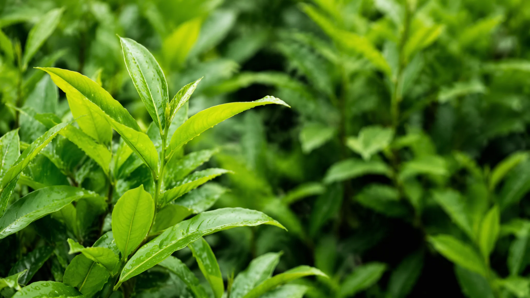 绿植销售怎么做？从拿货渠道到定价策略的创业实操手册