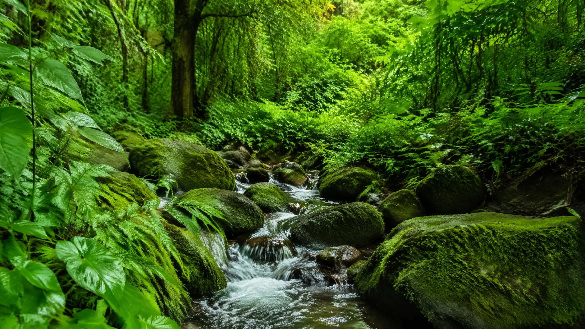 发财树绿植怎么养才茂盛？浇水修剪换盆一步不差的养护指南