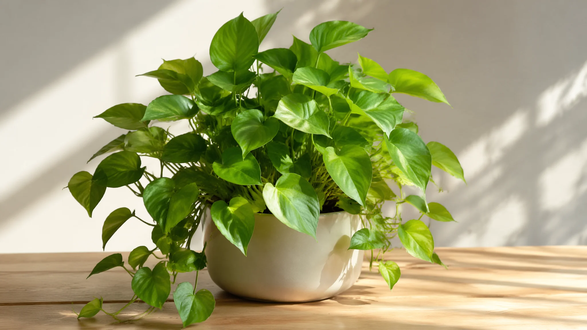 老绿植的价值：越养越值钱的5种老桩绿植和养护秘诀