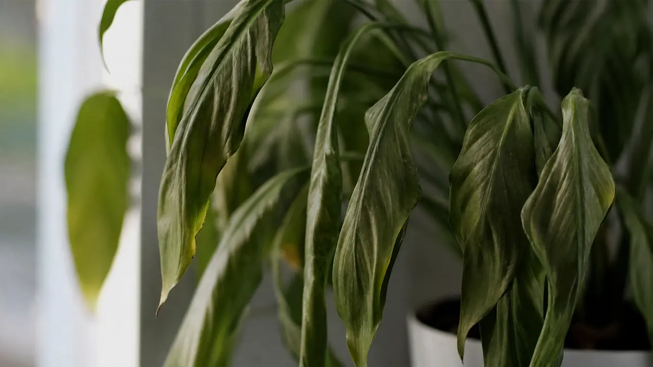 绿植发软怎么办：茎叶软塌的全面诊断
