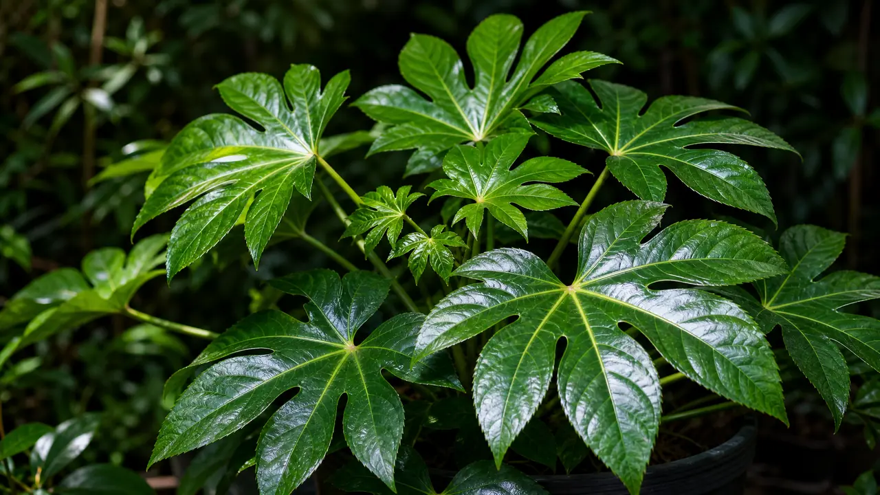 八角金盘是什么植物：手掌叶镇宅常青，室内庭院两栖全能选手