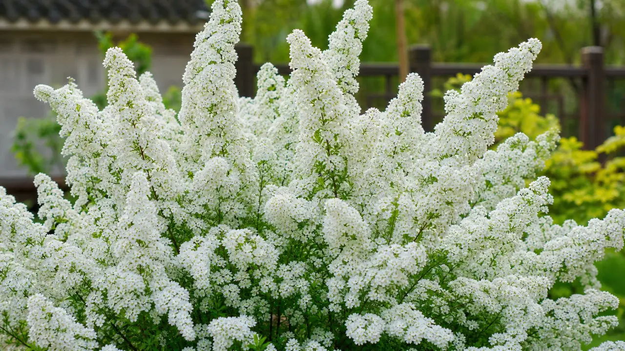 绿植溲疏：名字劝退一半人，开花下雪一样白的耐寒花灌木