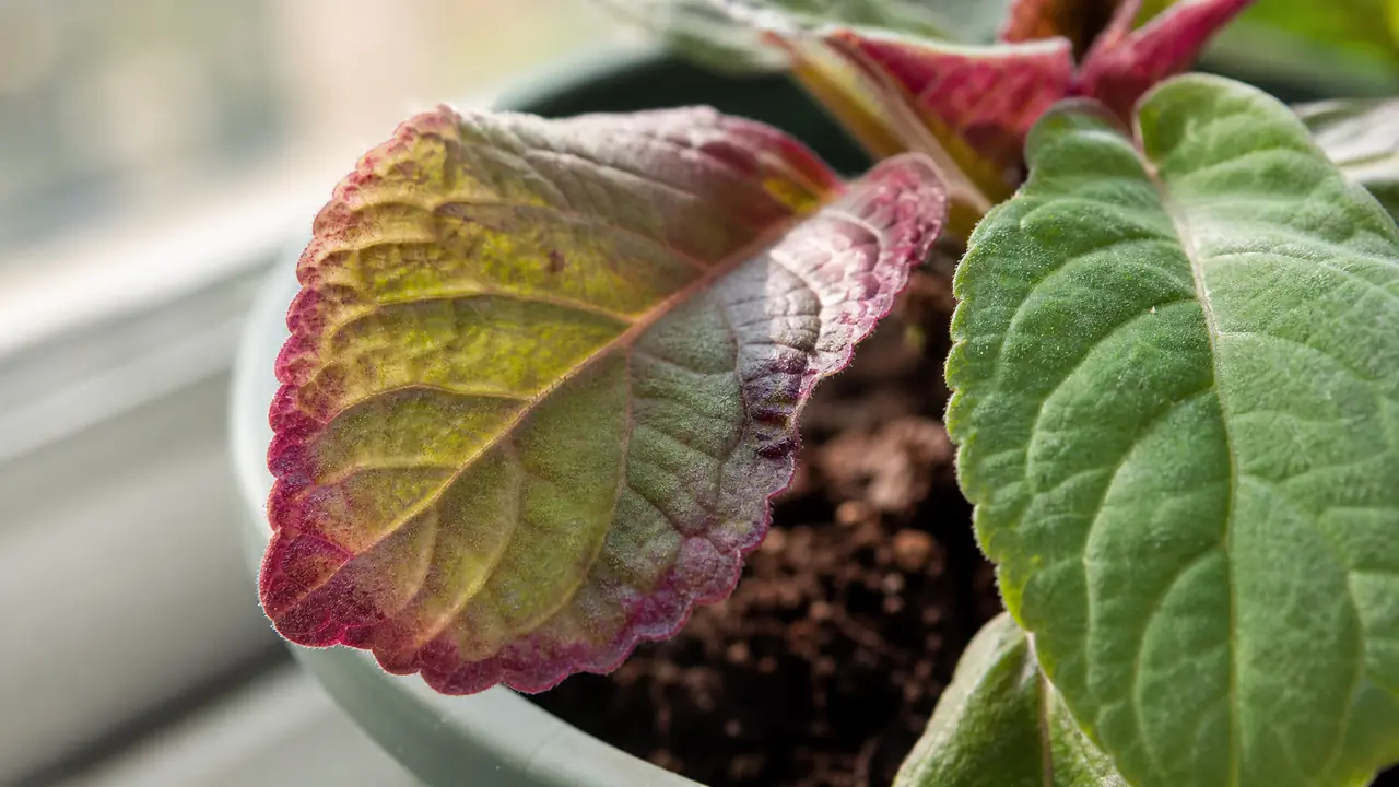 绿植叶片发紫别慌：低温、缺磷、花青素的三种解读与对策