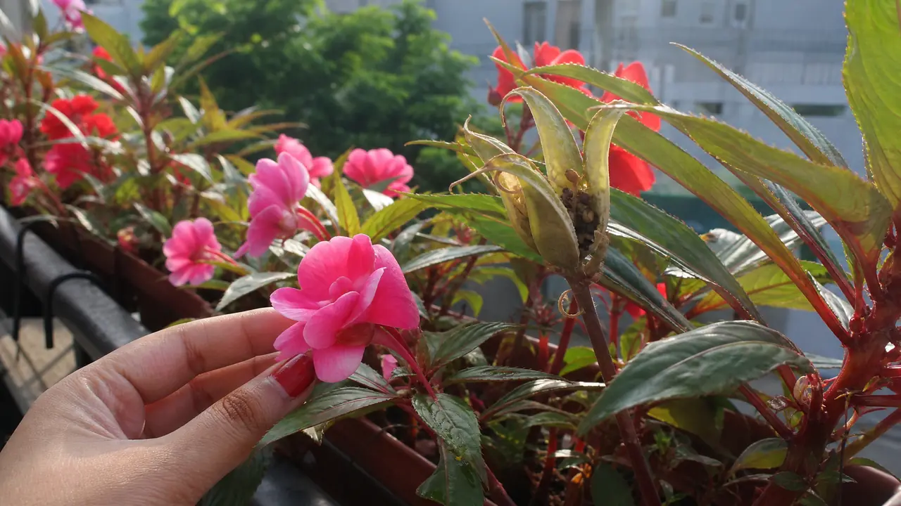 凤仙花怎么养：能染指甲的千年草花，自播控制与白粉病预防