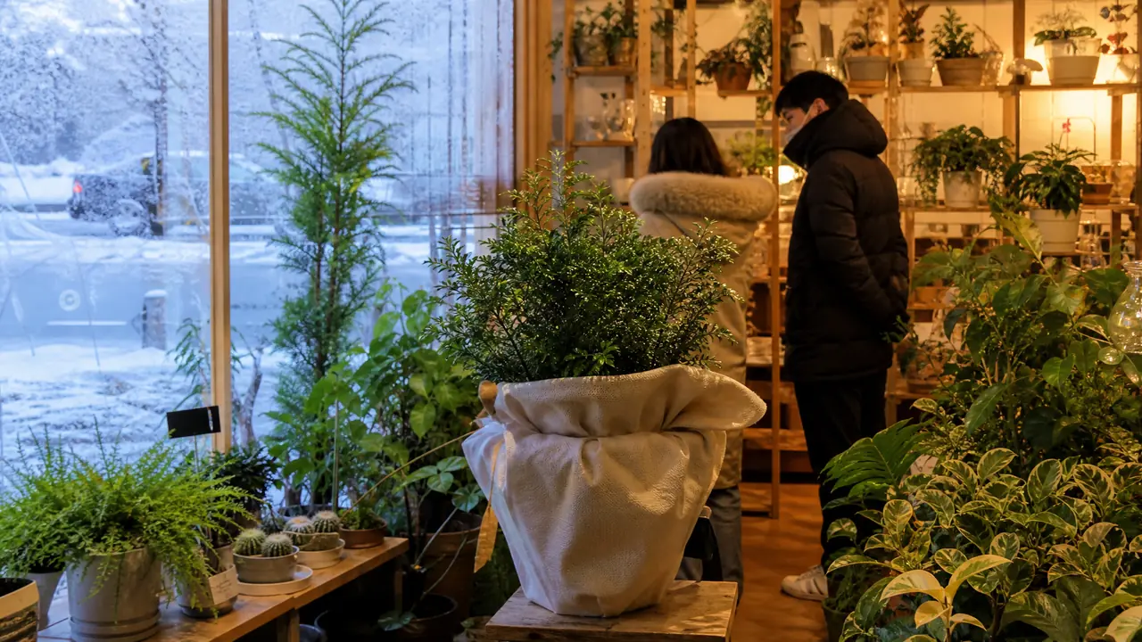 沈阳卖绿植的地方怎么选？渠道盘法和冬季搬绿植的门道