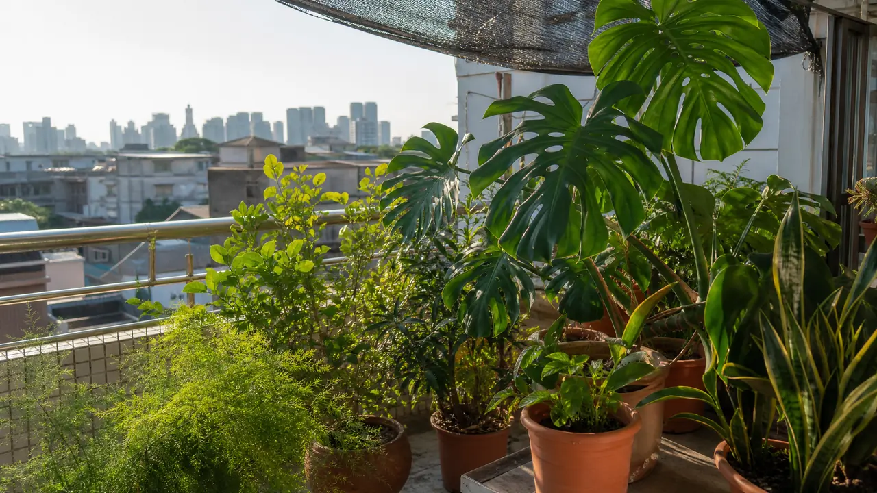 南昌绿植盆栽买回家养不活？多半是缓苗和浇水这两步做错了