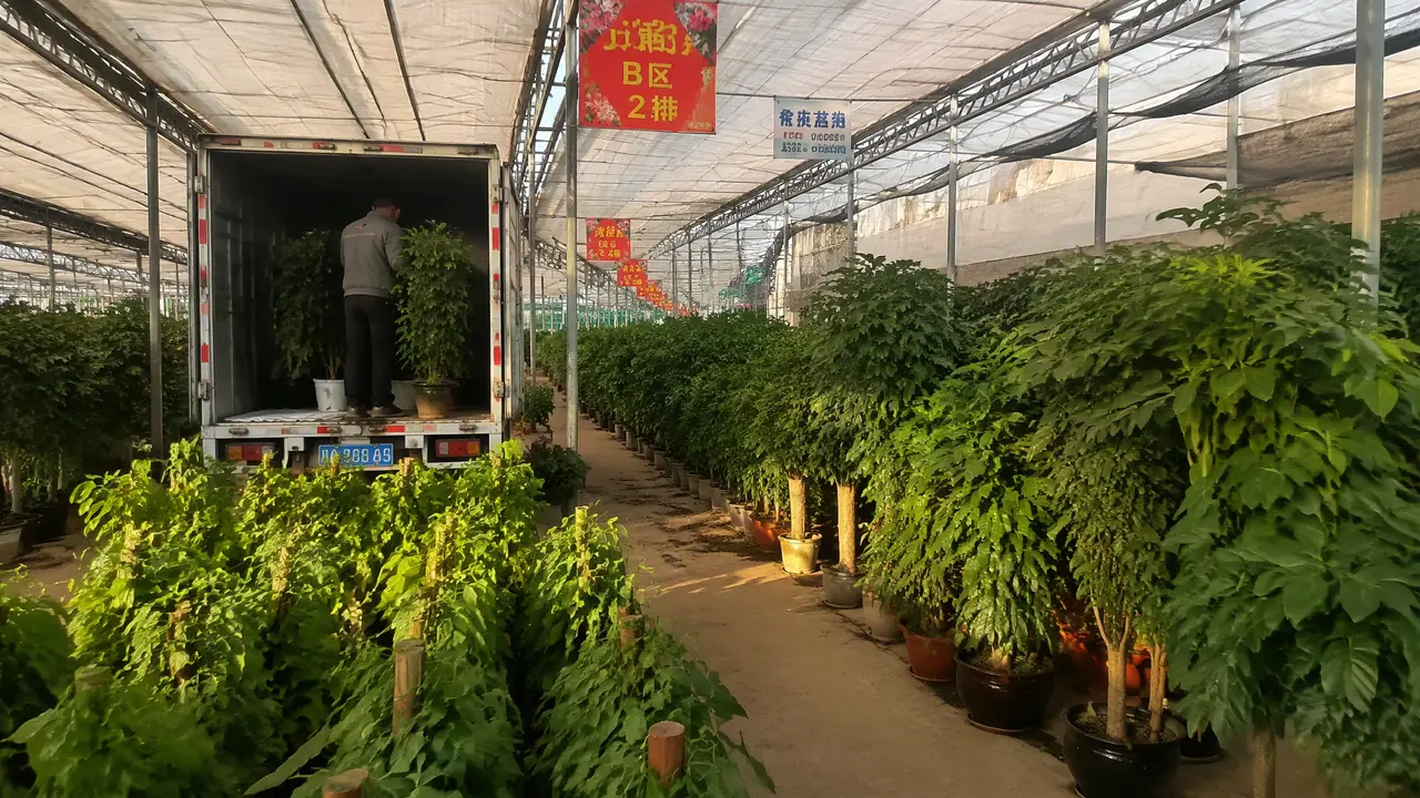 青州绿植批发怎么挑不死苗？验货装车养护三步实录