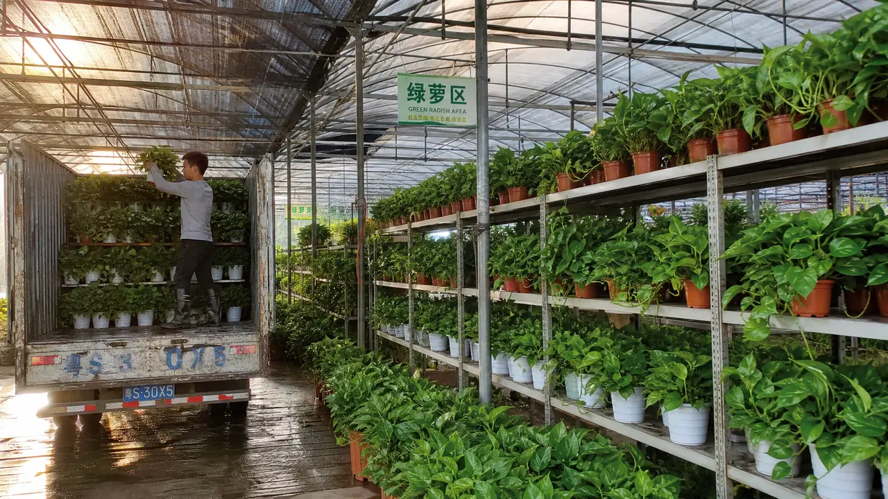 中山绿植批发去哪拿货？横栏花木基地跑了一天的实话