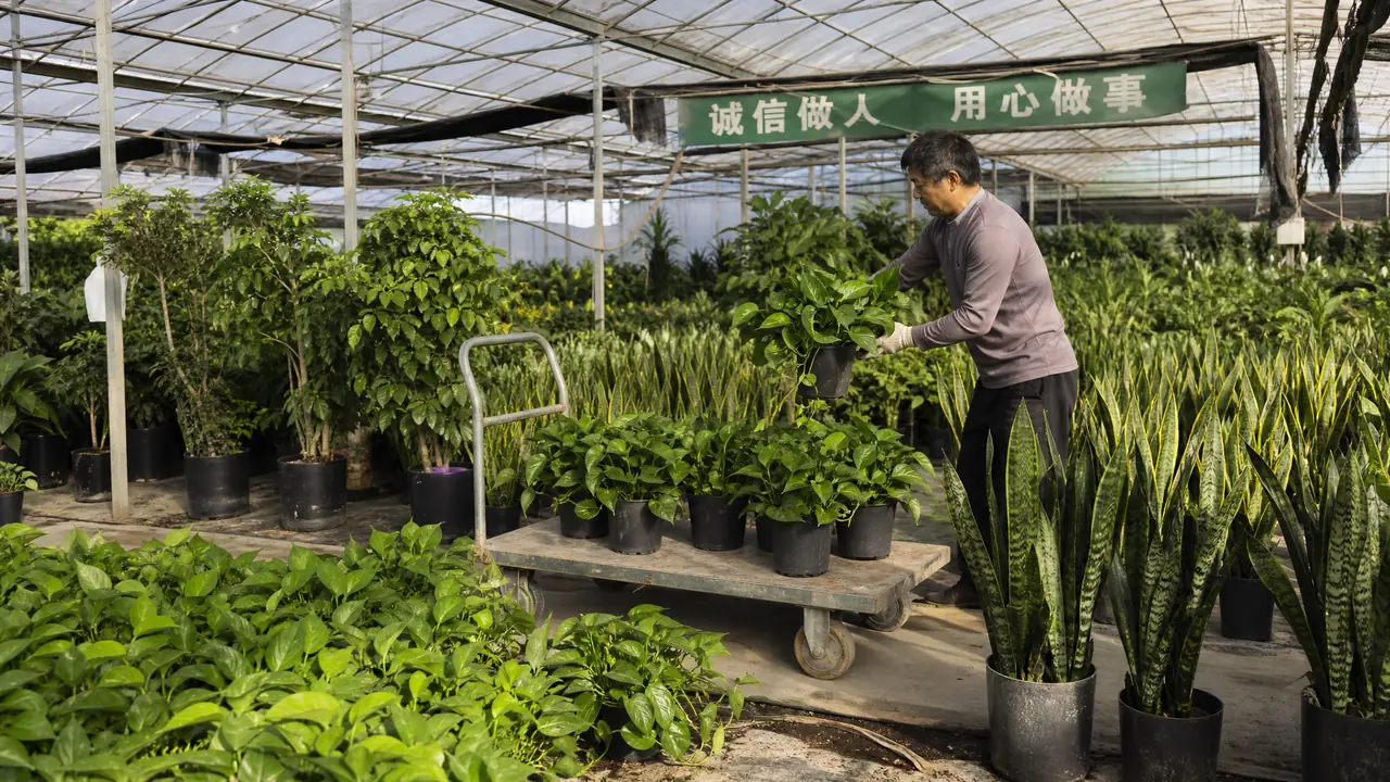 滁州绿植批发怎么拿货不折腾？本地苗圃、南京调货和小额补货的账