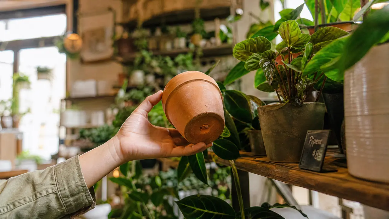 盆栽绿植店怎么挑盆栽？我常看的五个地方