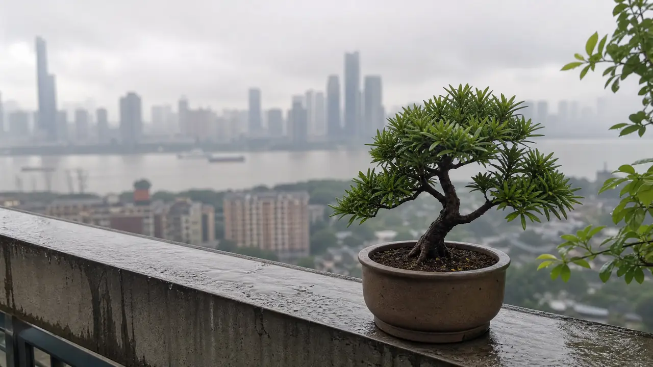 武汉绿植盆景怎么养？梅雨季和冬湿冷两道坎