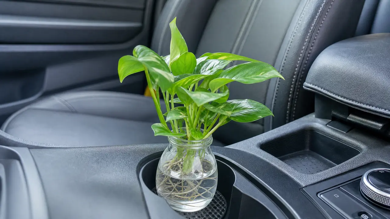 车内水培绿植怎么放才不翻车？晃水煮根发臭三道坎和一个前提